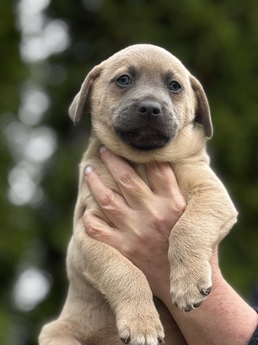 ХАРКІВ Віддам цуценят безкоштовно