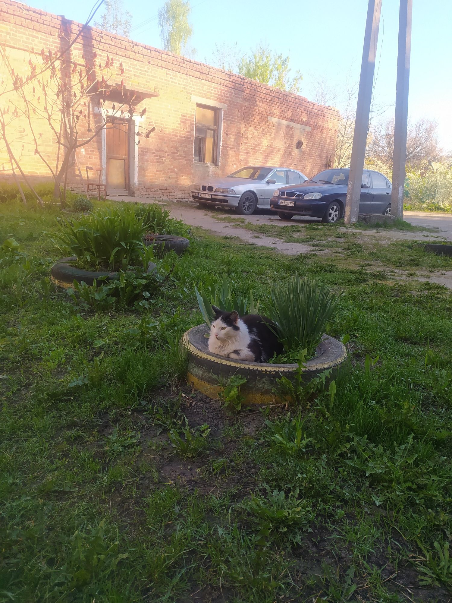 Отдам кота ,мальчік 1 рік,в гарні руки