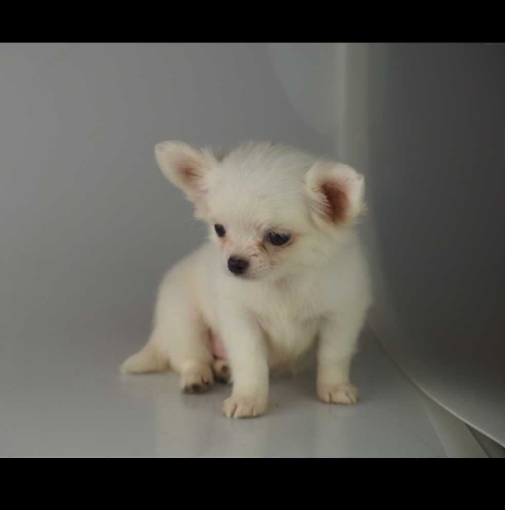 Chihuahua piesek