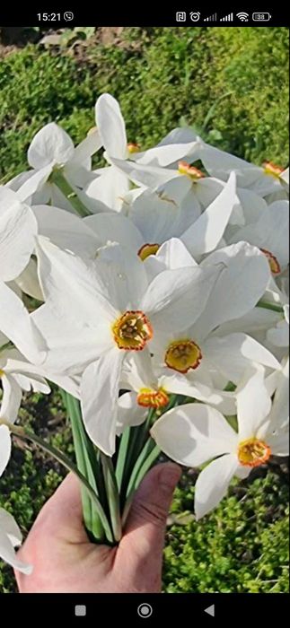 Продаю луковицы белых нарциссов