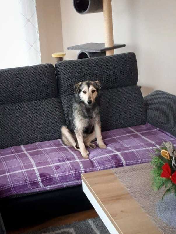 Czajka - szorstkowłosa piękność do adopcji.