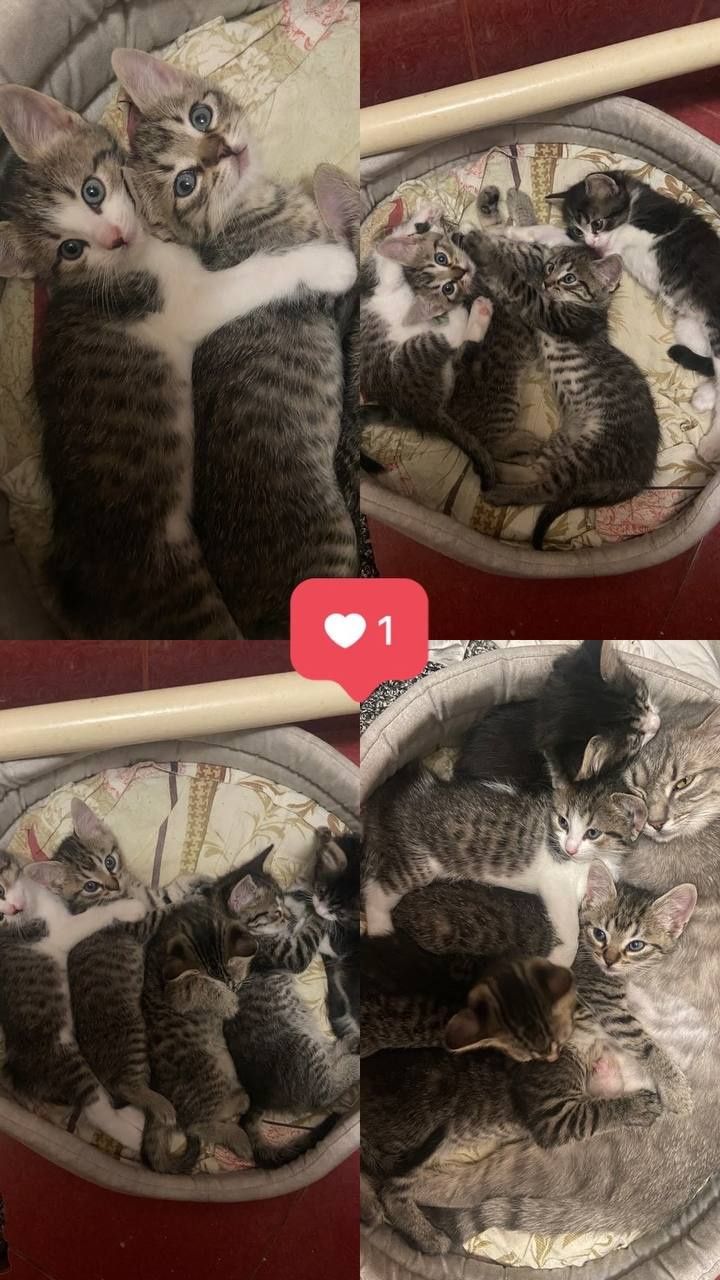 Кошенята, два хлопчики і дівчинка