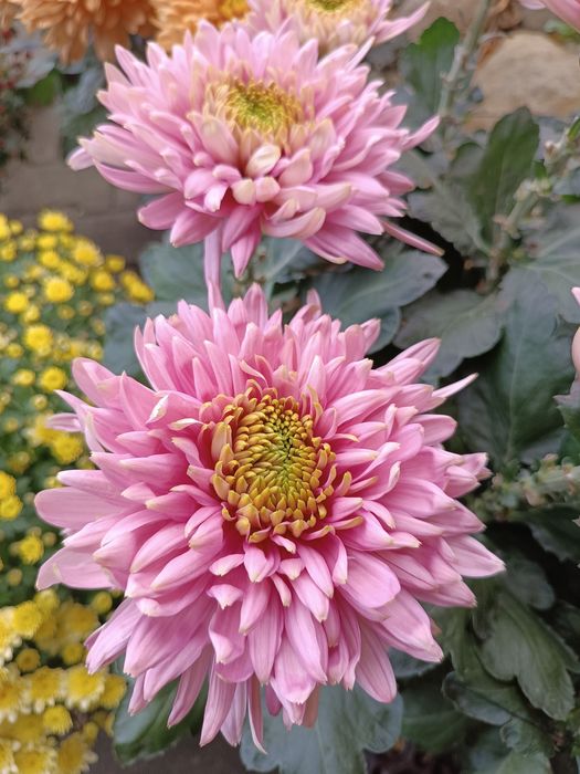 Chryzantemy na wszystkich świętych, chryzantema w doniczce