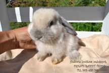 DO ODBIORU Króliki mini lop karzełki teddy lion niderland miniaturki