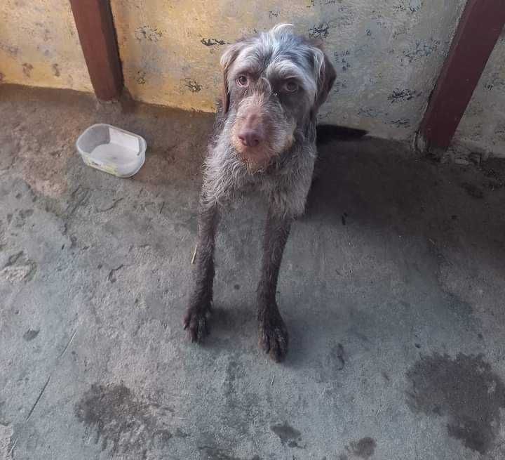 Cãozinho muito amigável para adoção