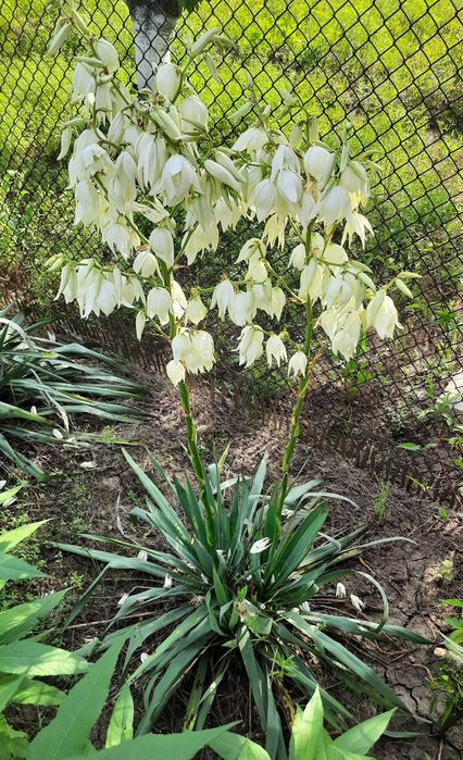 белые нарциссы луковицы