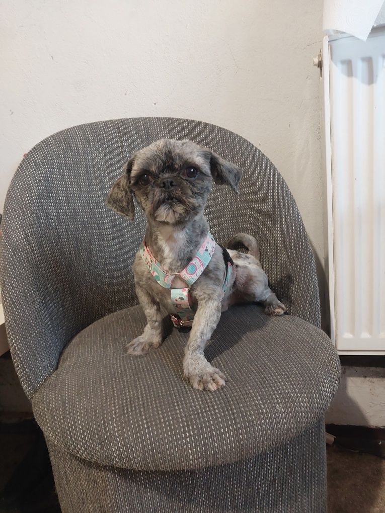 Shih tzu chłopczyk 3 latka