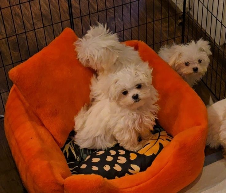 Maltańczyk dziewczynka