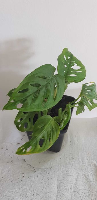 Monstera Monkey Mask Dekoracyjna 3w1 Małpka Liście z Dziurami