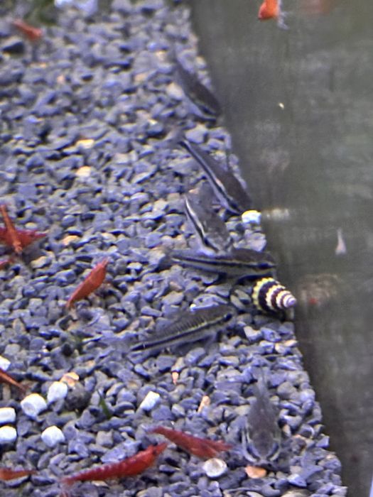 Corydoras Pigmeu