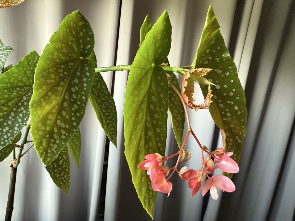 Begonia cięta begonia