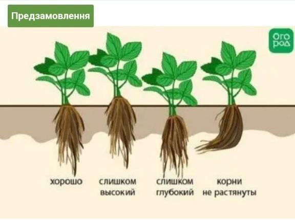 Ранняя клубника Брилла, итальянский сорт. Цена за 75 шт.