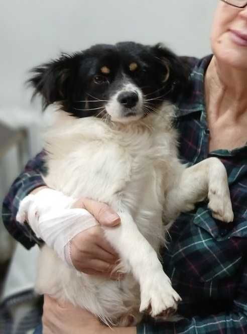 Маленький Бімка в добрі руки