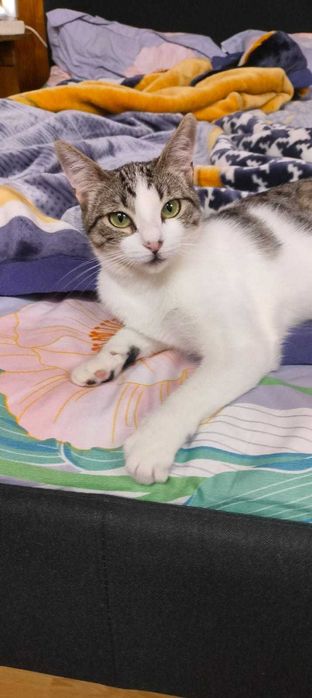 Gata gatinha 7 meses para adoção consciente