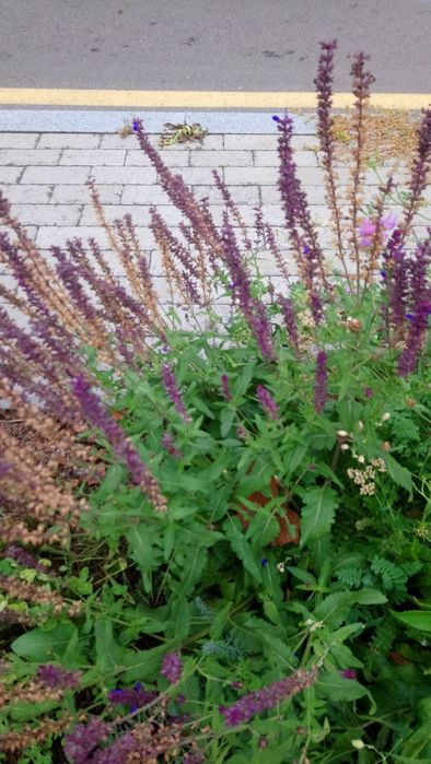 Насіння лікарських квітів