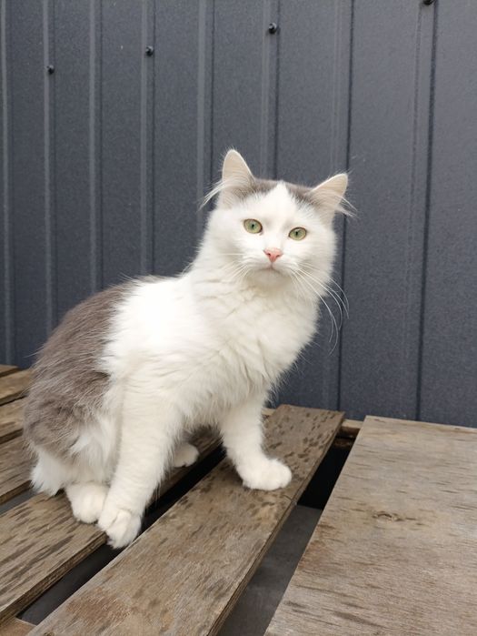 Віддам гарненького котика