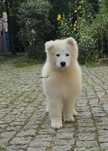 Samoyed suczka ZKwP (FCI)