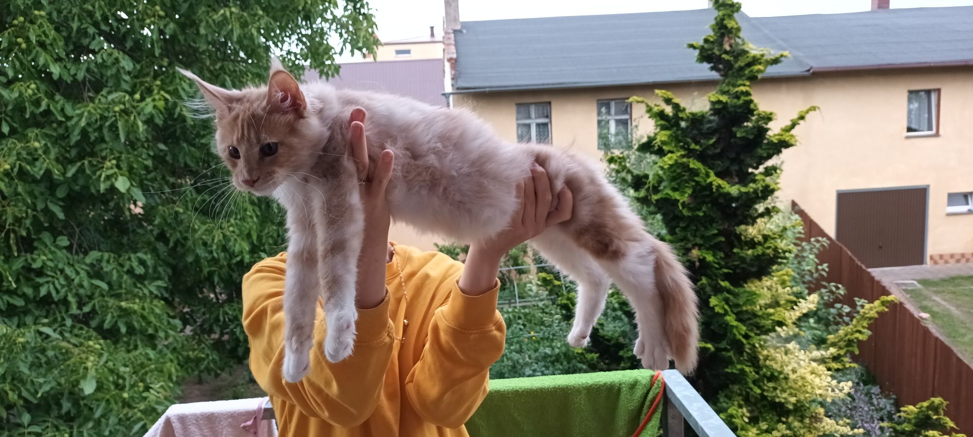 Kremowy kocurek Maine Coon