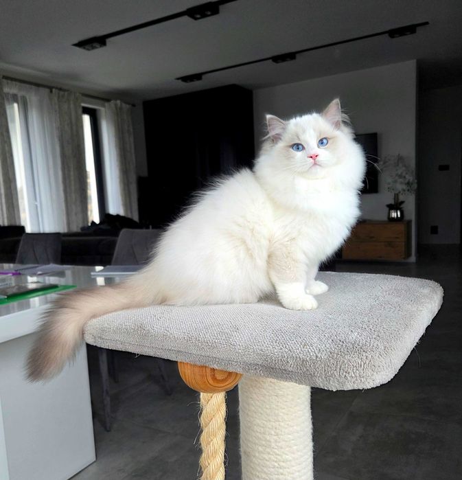 Ragdoll kocur z rodowodem FPL.