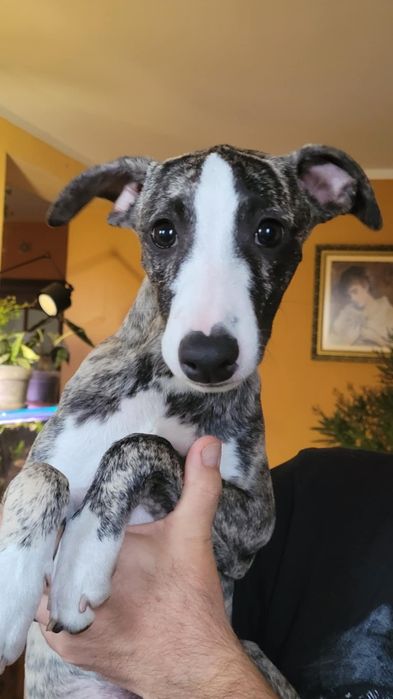 Whippet dziewczynka