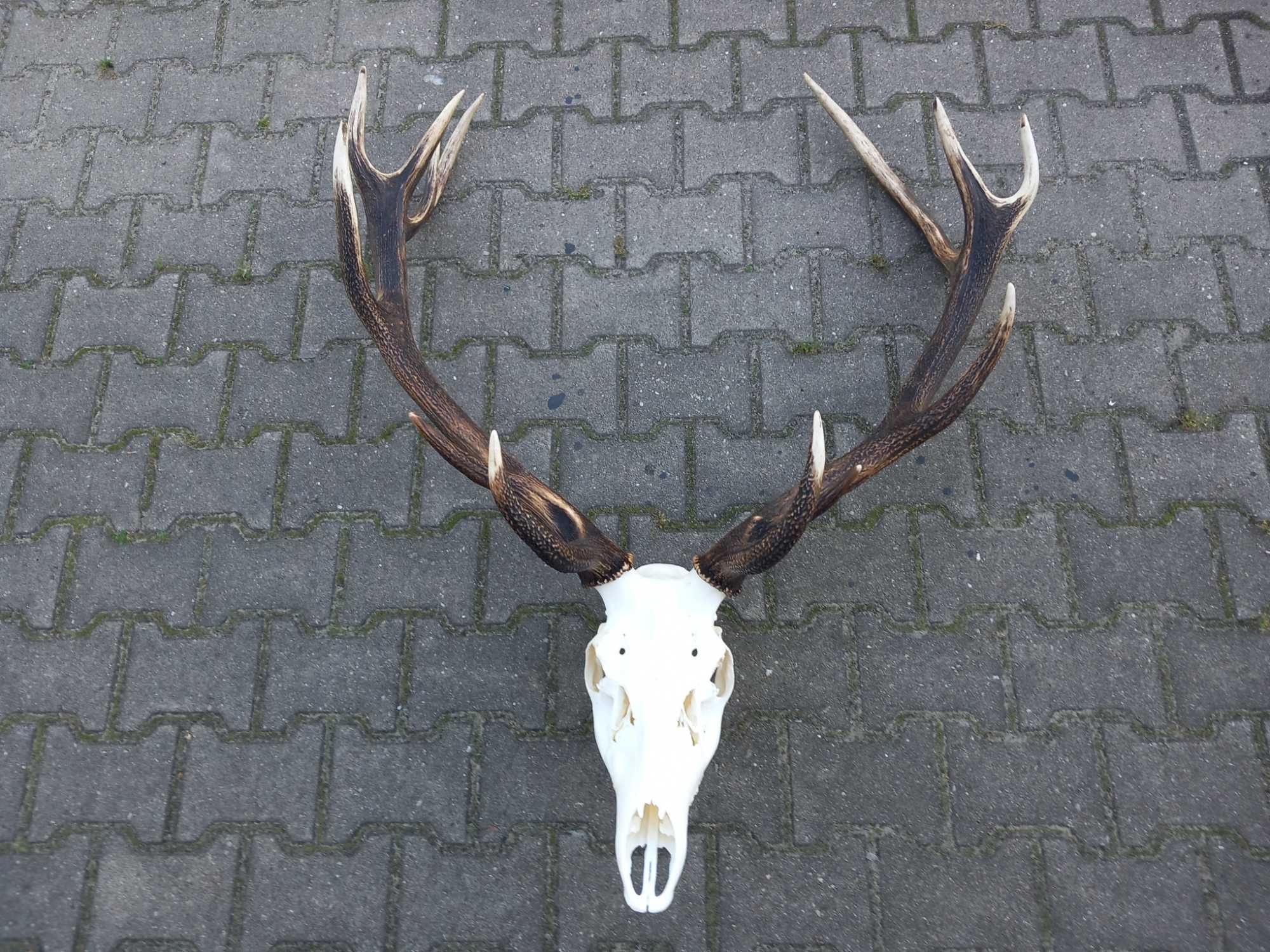 Poroże 7,4 kg, Byk, Wieniec, Jeleń, Rogi, Czternastak,