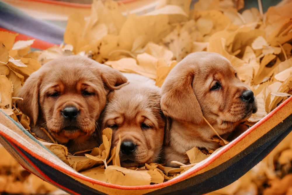 Лабрадор цуценята