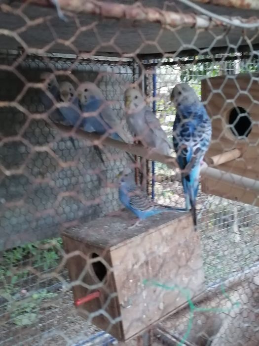 Vendo piriquitos azuis