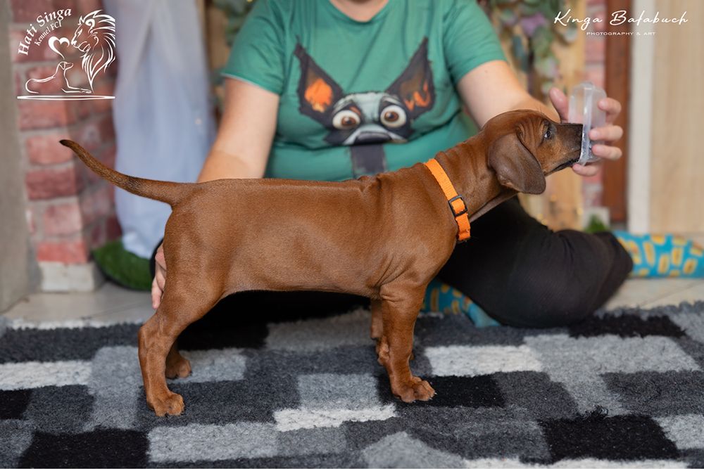 Rhodesian Ridgeback suczka Ślask standardowa śliczna dziewczynka