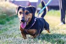 Scooby, najlepszy przyjaciel do adopcji
