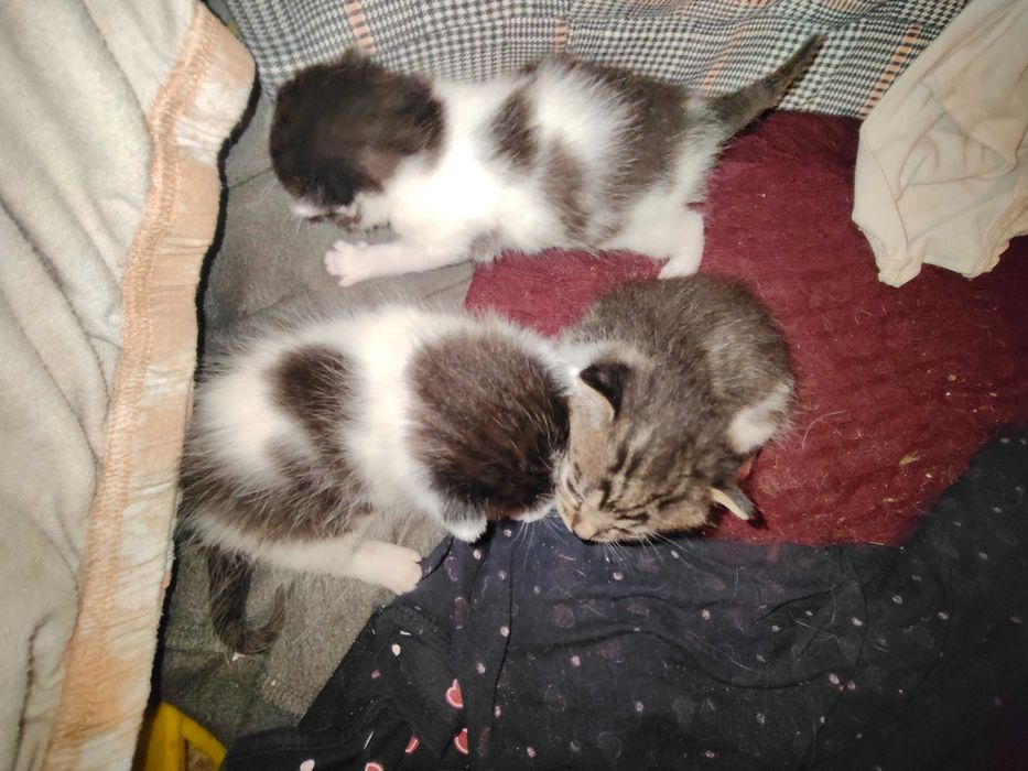 3 Kotki do oddania