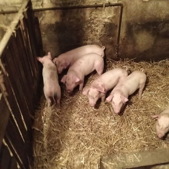 Warchlaki odstawione