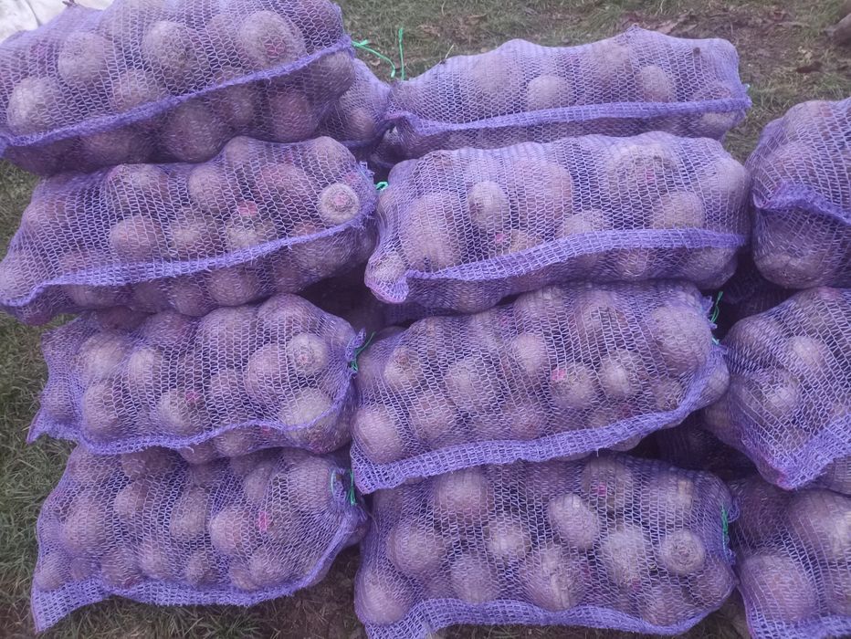 Червоний бурячок