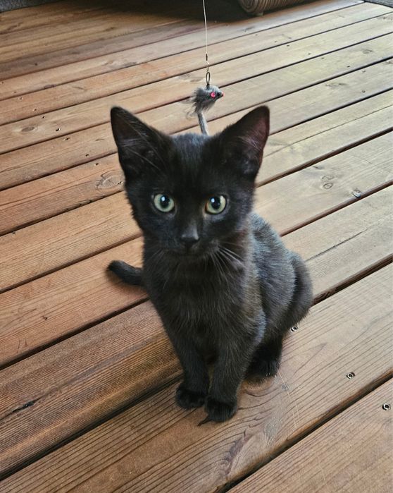 Kocurek Baszek czeka na Ciebie