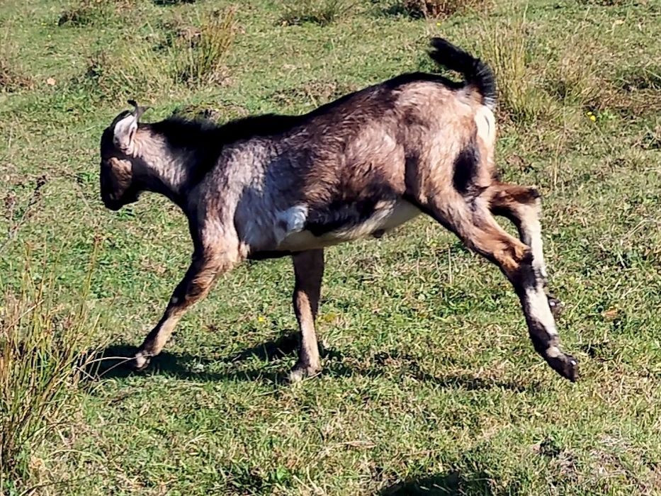 Цап Англо-нубієць на паровку