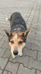 Przyjacielski Dżordżo do adopcji! Za darmo