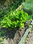 Hosta 10 pojedyńczych sadzonek 30