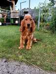 Cocker Spaniel Angielski Suczka