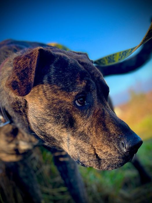 Hunter wielki pies o charakterze szczeniaka szuka domu