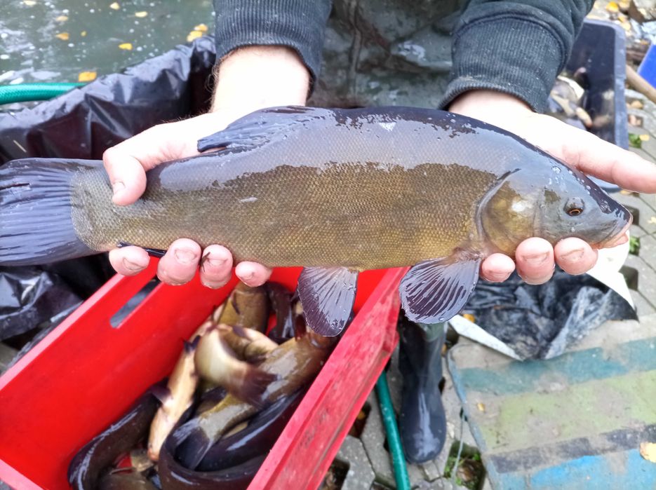 Duży karaś 1,5 - 3 kg japoniec karaś srebrny lin szczupak karp tolpyga