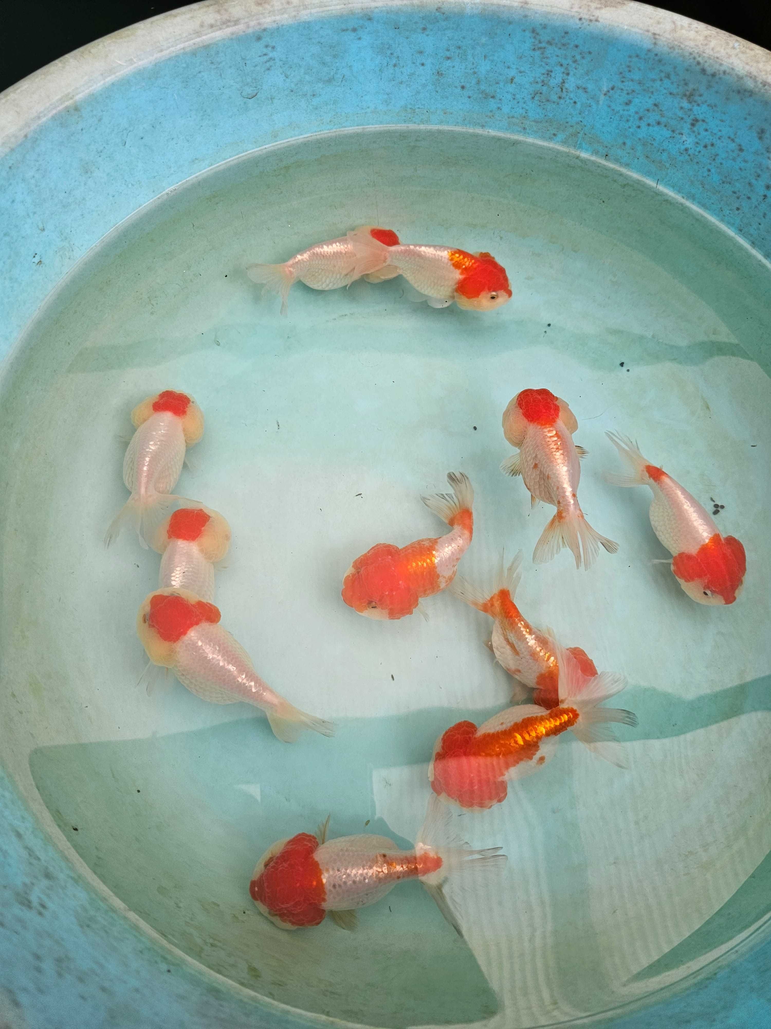 Orandas ranchu cabeça de leão