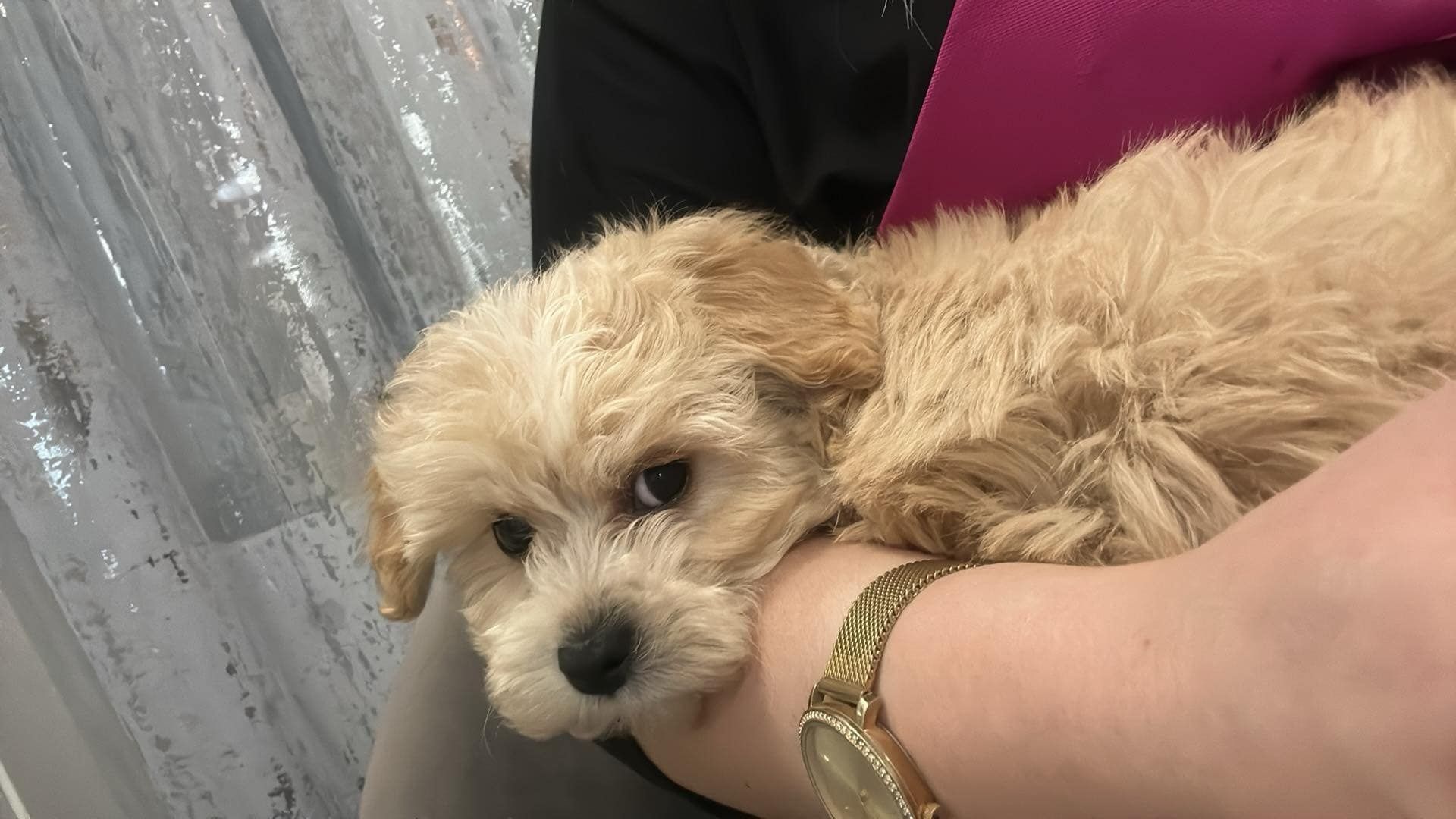 Maltanczyk  Maltipoo