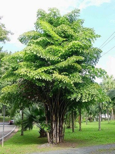 Magníficas Palmeiras rabo-de-peixe Caryota mitis