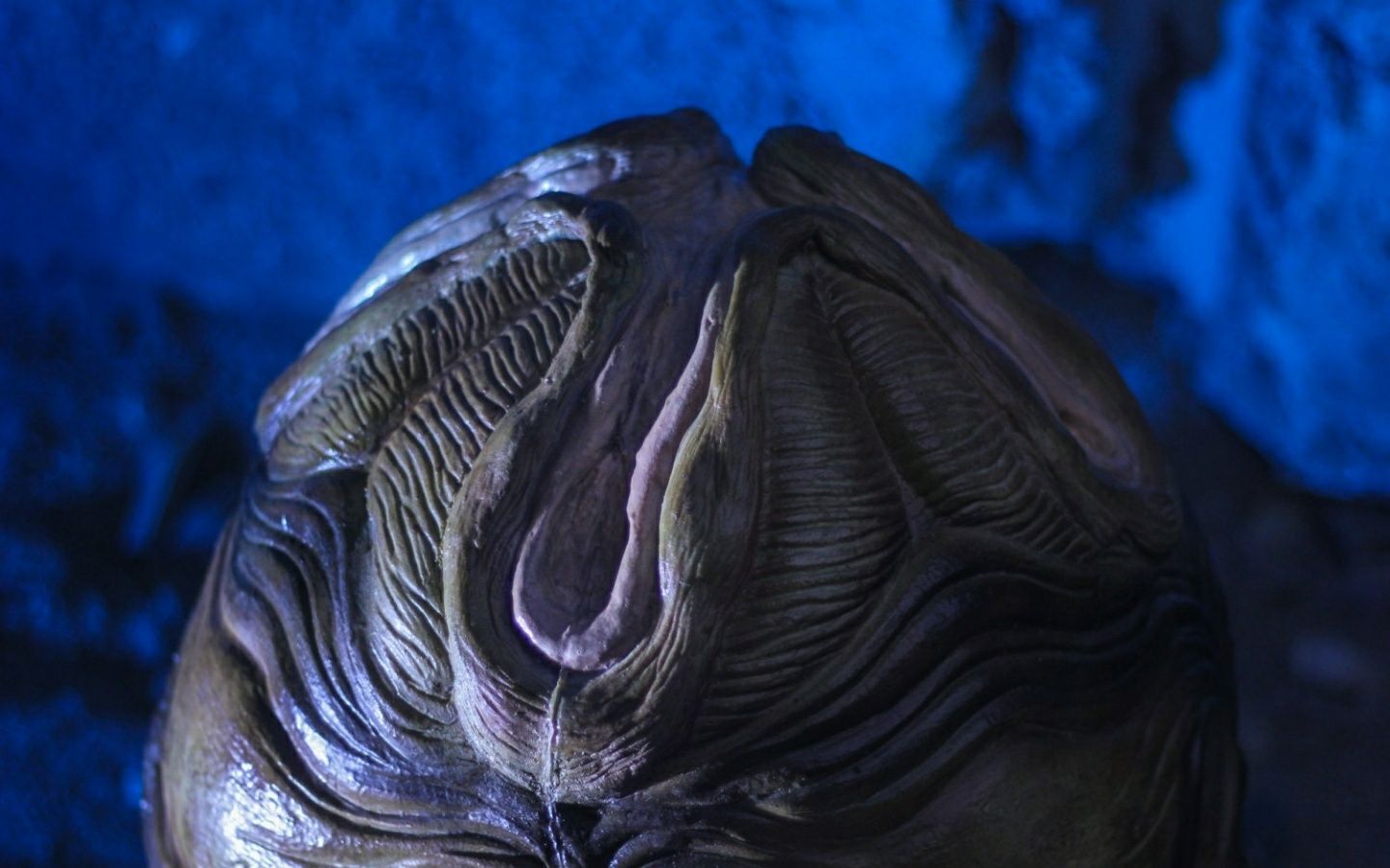 Ovo Alien Réplica Premium