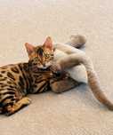 Gatinho Bengal Execelente Qualidade