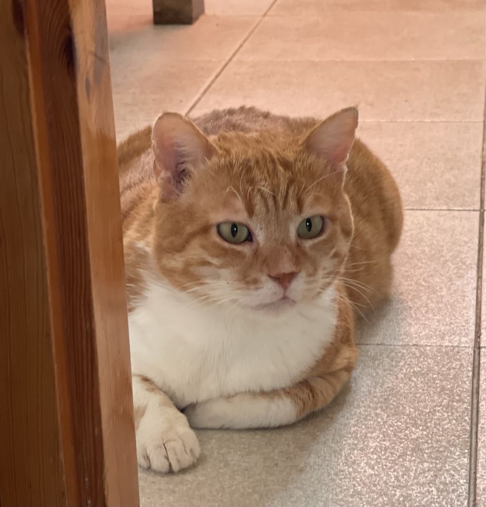 Zeus- to taki Garfield tylko, że z Grecji