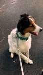 Oddam Mix bordel collie samiec
