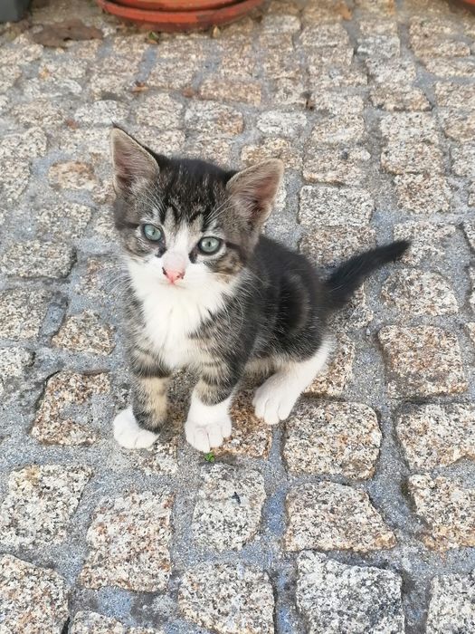 Gatinhos para dar