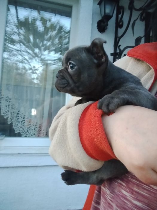 Дівчинка голуба булочка