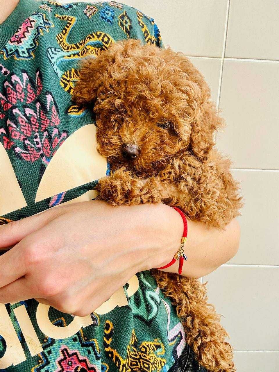 Toy Caniche Mini Micro Menino