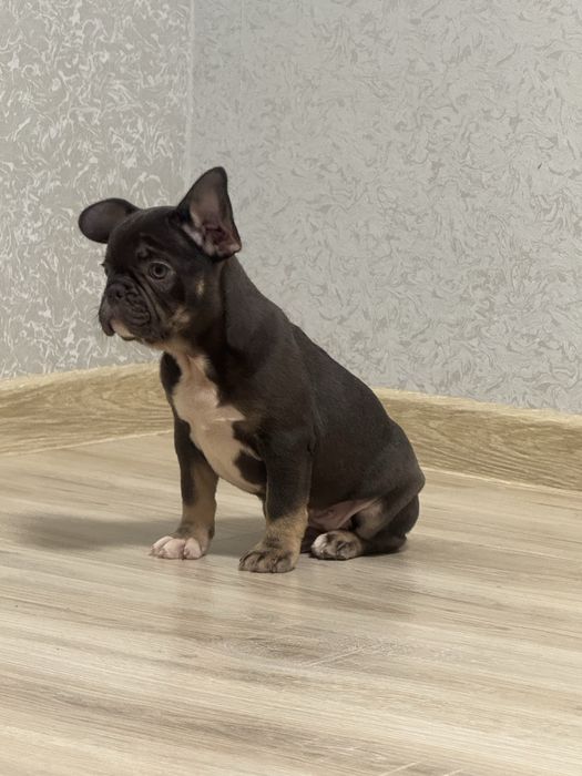 КрАсиві , ексклюзивні цуценята бульдоги!Розплідник!Доставка!